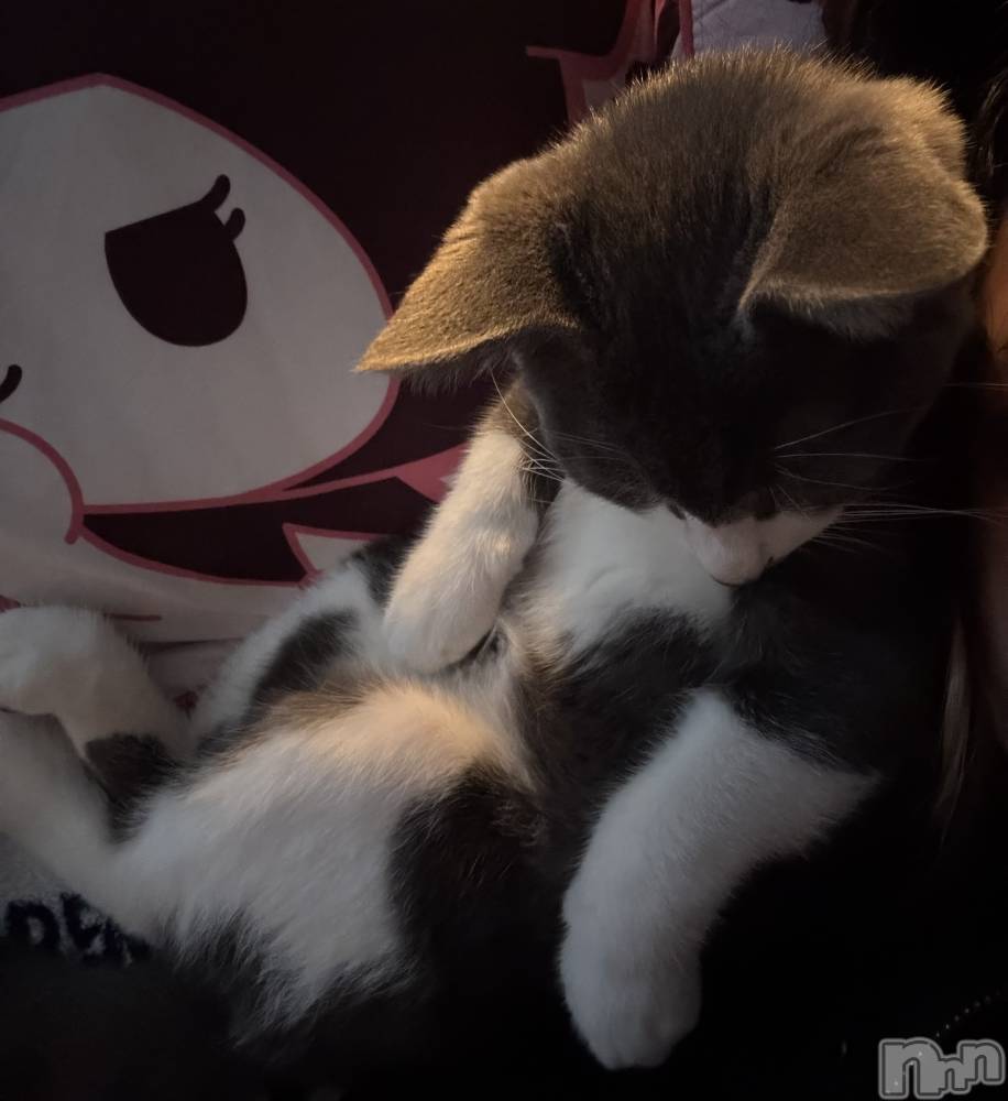 ��ˬ����Х��顦����֥���� �ץ���� ��ˬ(����� �ץ���� ����) �ϰ� �椺���10��7���̥�֥�����🖤��