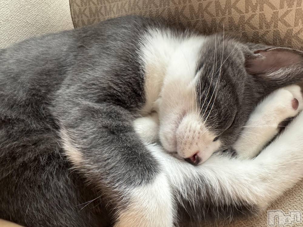 ��ˬ����Х��顦����֥���� �ץ���� ��ˬ(����� �ץ���� ����) �ϰ� �椺���10��15���̥�֥�����🩶��