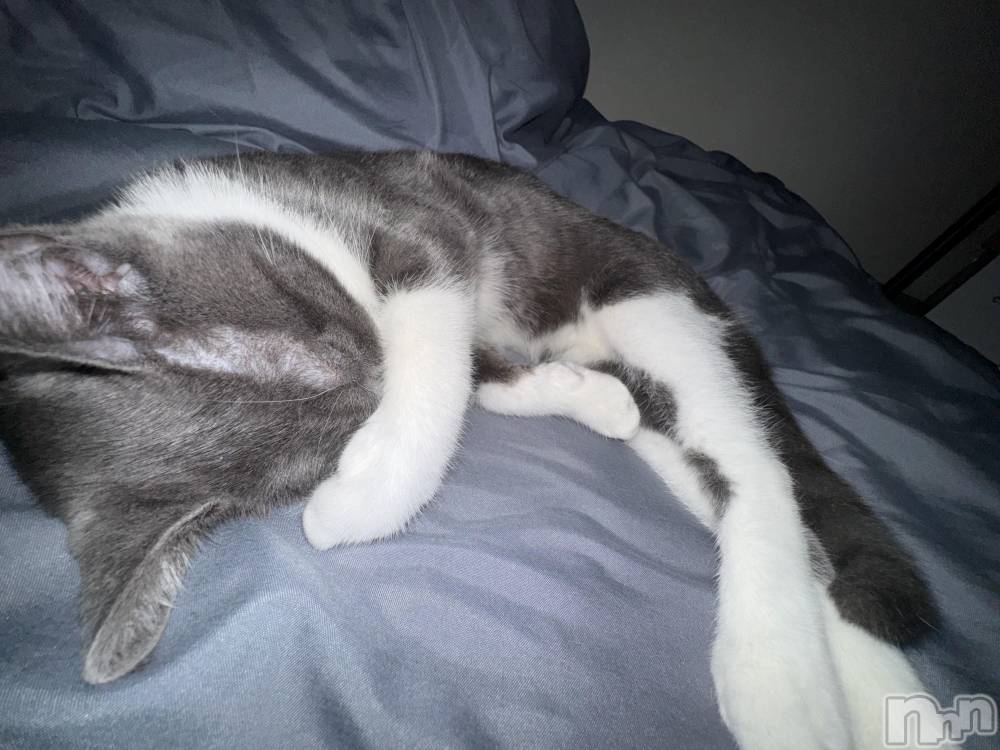 ��ˬ����Х��顦����֥���� �ץ���� ��ˬ(����� �ץ���� ����) �ϰ� �椺���10��18���̥�֥�����🩶��