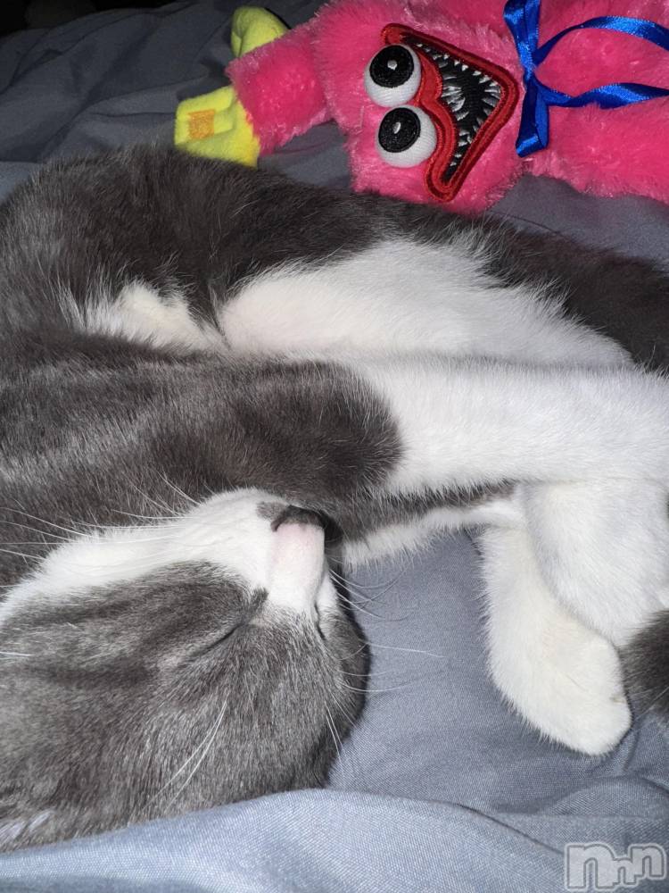 ��ˬ����Х��顦����֥���� �ץ���� ��ˬ(����� �ץ���� ����) �ϰ� �椺���10��30���̥�֥�����🩷��