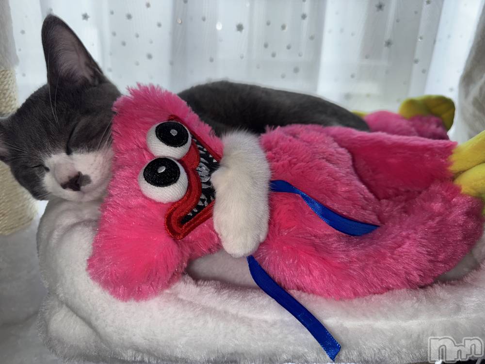 ��ˬ����Х��顦����֥���� �ץ���� ��ˬ(����� �ץ���� ����) �ϰ� �椺���10��31���̥�֥�����🩷��