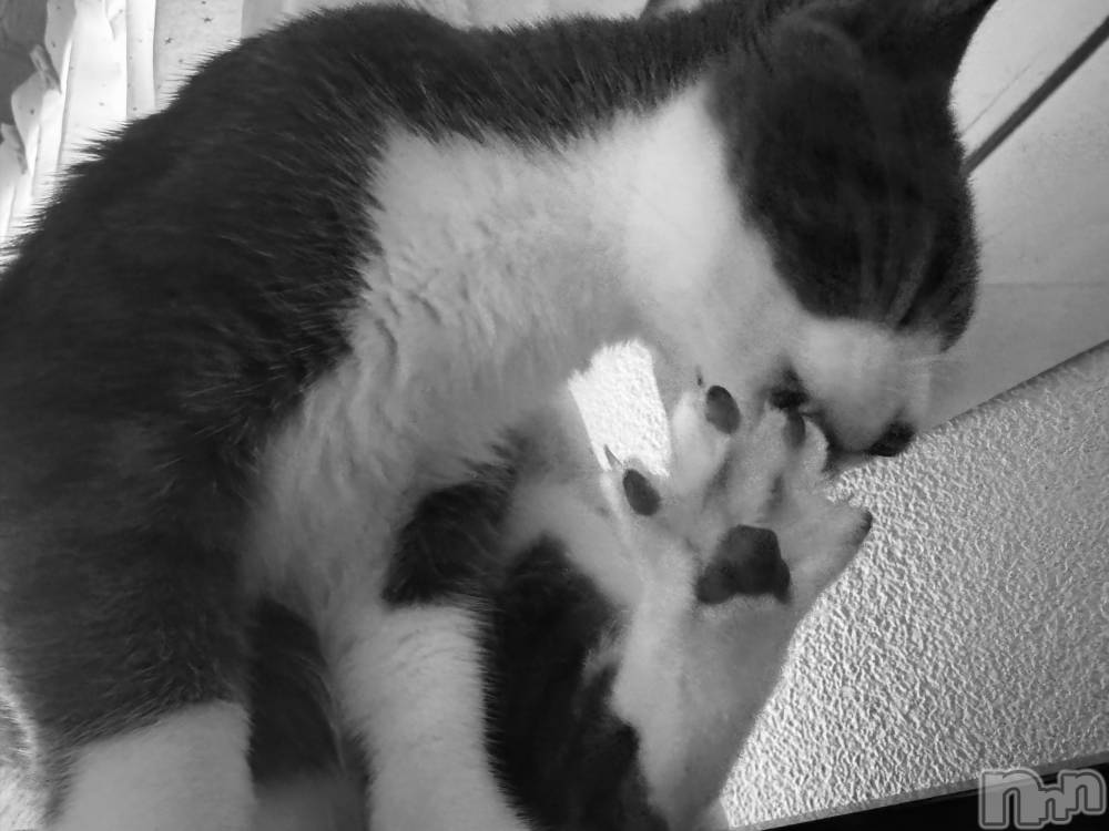 ��ˬ����Х��顦����֥���� �ץ���� ��ˬ(����� �ץ���� ����) �ϰ� �椺���12��1���̥�֥�����🖤��