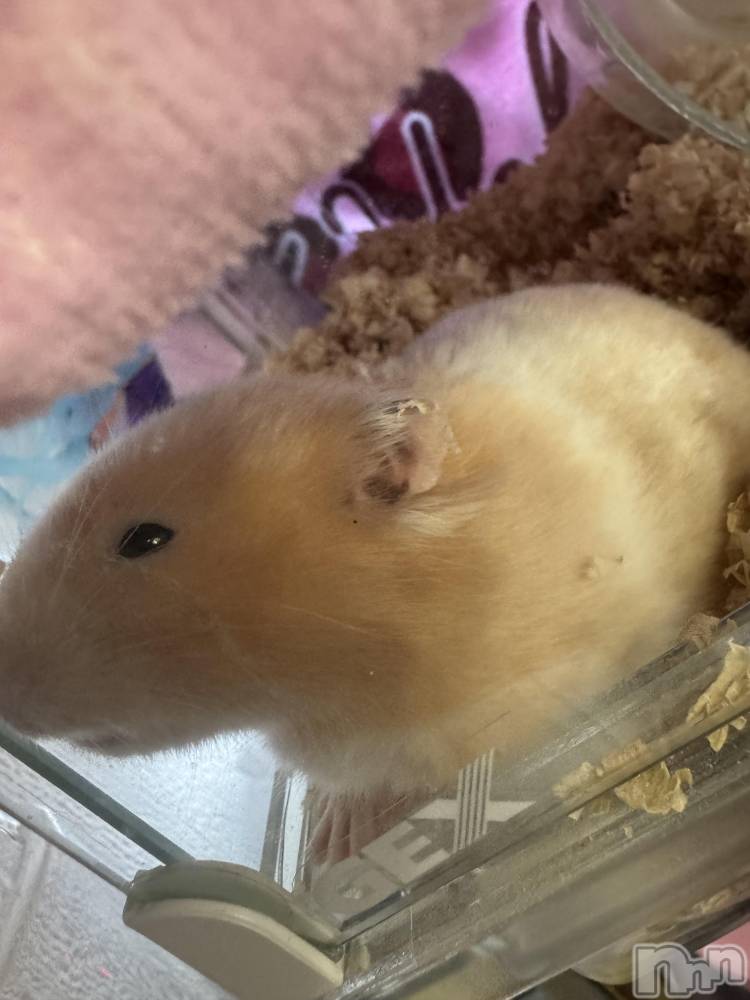 ��ˬ����Х��顦����֥���� �ץ���� ��ˬ(����� �ץ���� ����) �ϰ� �椺���12��6���̥�֥�����🤎��