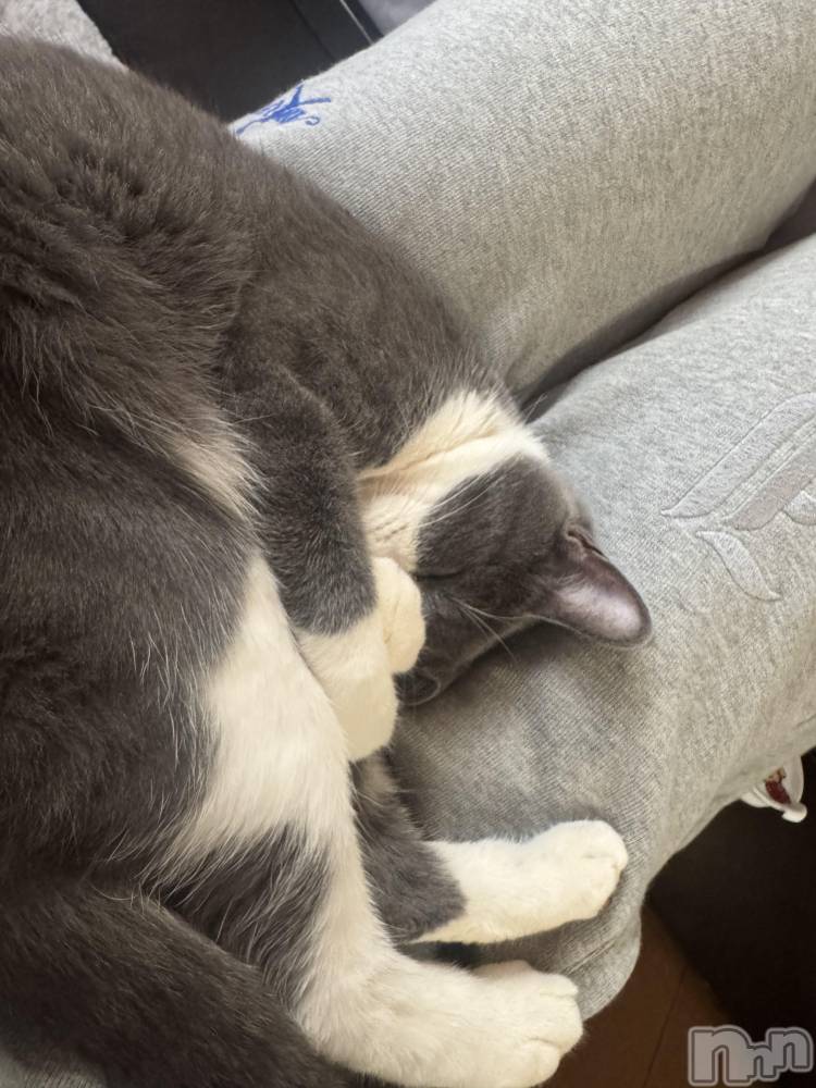 ��ˬ����Х��顦����֥���� �ץ���� ��ˬ(����� �ץ���� ����) �ϰ� �椺���12��24���̥�֥�����🩶��