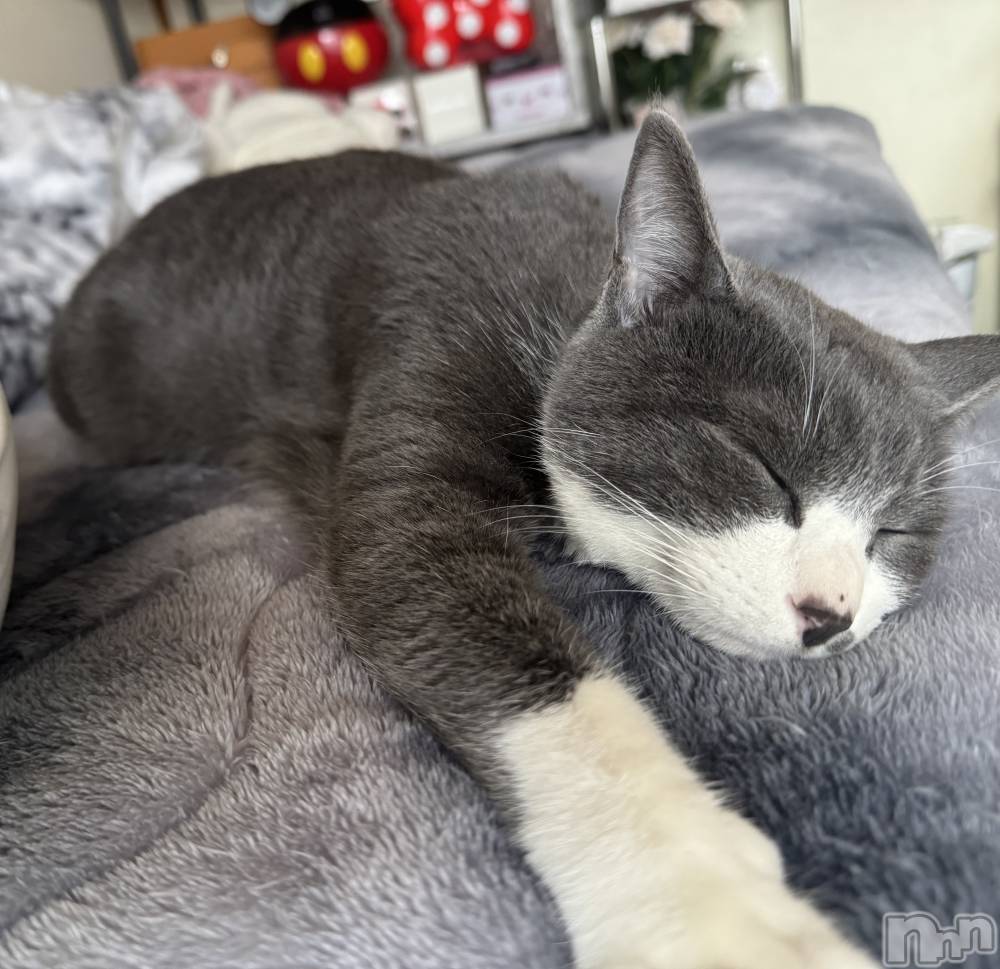 ��ˬ����Х��顦����֥���� �ץ���� ��ˬ(����� �ץ���� ����) �ϰ� �椺���2��3���̥�֥�����🩶��