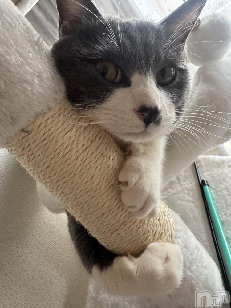 ��ˬ����Х��顦����֥���� �ץ���� ��ˬ(����� �ץ���� ����) �ϰ� �椺���4��6���̥�֥�����🖤��