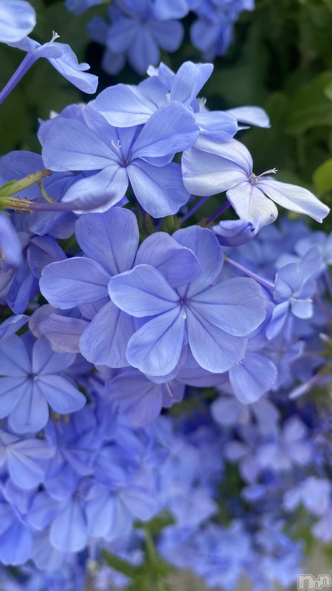 ��ˬ����Х��顦����֥���� �ץ���� ��ˬ(����� �ץ���� ����) ��2024ǯ9��6���̥�֥�����🩵��