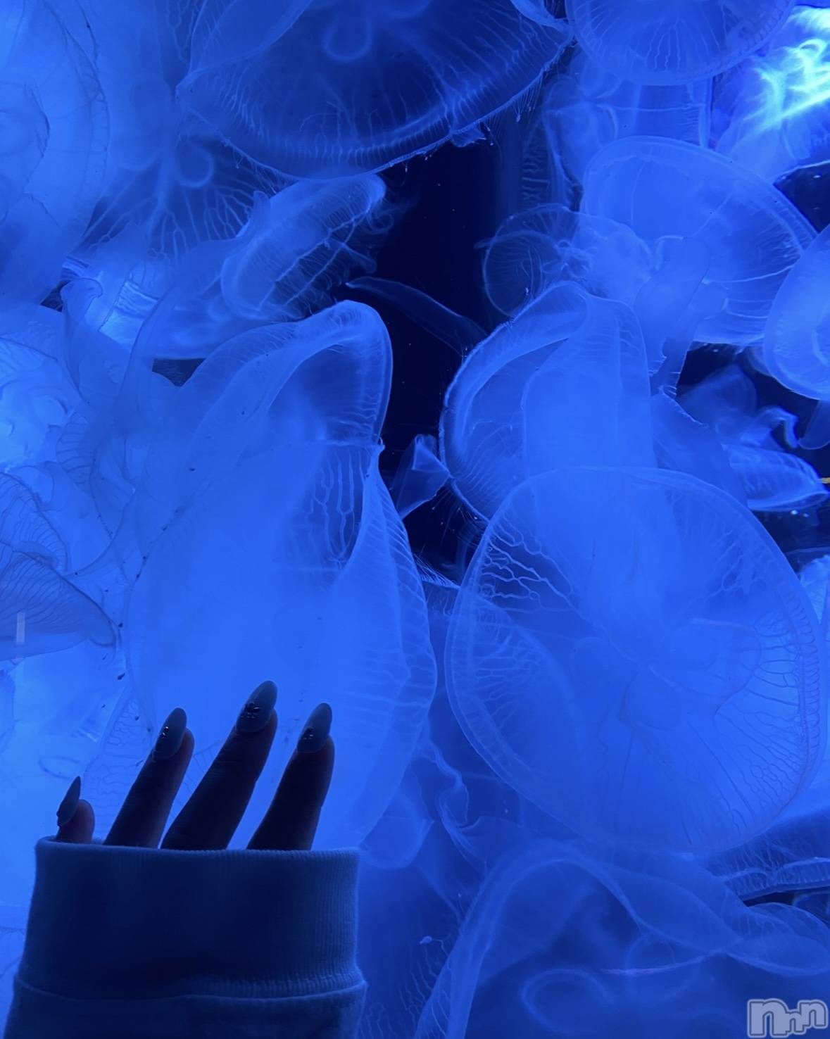 ��ˬ����Х��顦����֥���� �ץ���� ��ˬ(����� �ץ���� ����) ��2024ǯ9��17���̥�֥�����🩵��