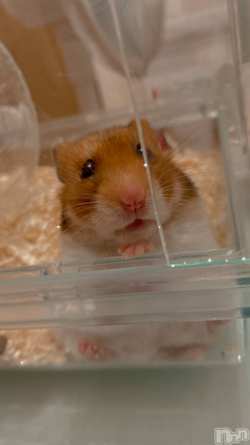 ��ˬ����Х��顦����֥���� �ץ���� ��ˬ(����� �ץ���� ����) ��2024ǯ11��3���̥�֥�����🧡��