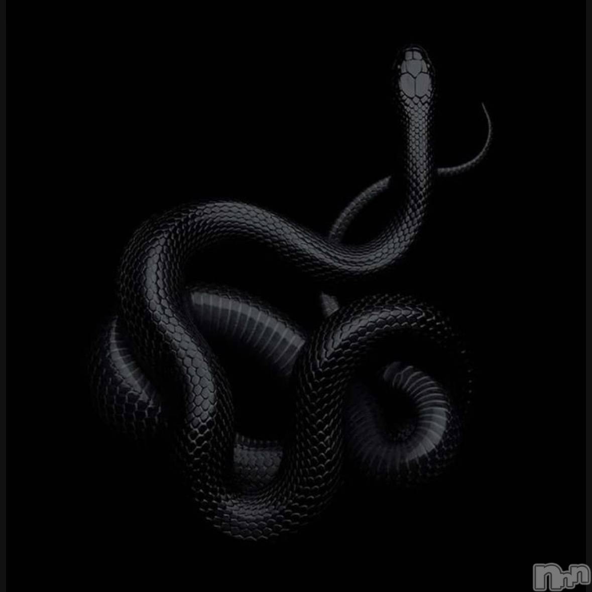 ��ˬ����Х��顦����֥���� �ץ���� ��ˬ(����� �ץ���� ����) ��2025ǯ1��3���̥�֥�����🖤��