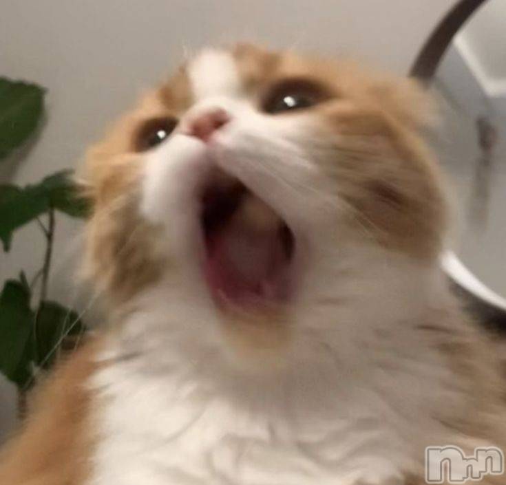 ��ˬ����Х��顦����֥���� �ץ���� ��ˬ(����� �ץ���� ����) ��2025ǯ2��3���̥�֥�����🤎��