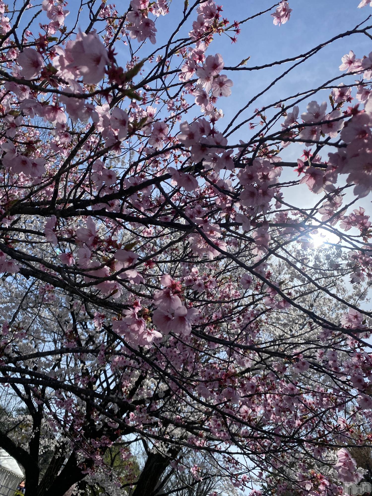 ��ˬ����Х��顦����֥���� �ץ���� ��ˬ(����� �ץ���� ����) ��2025ǯ2��26���̥�֥�����🩷��