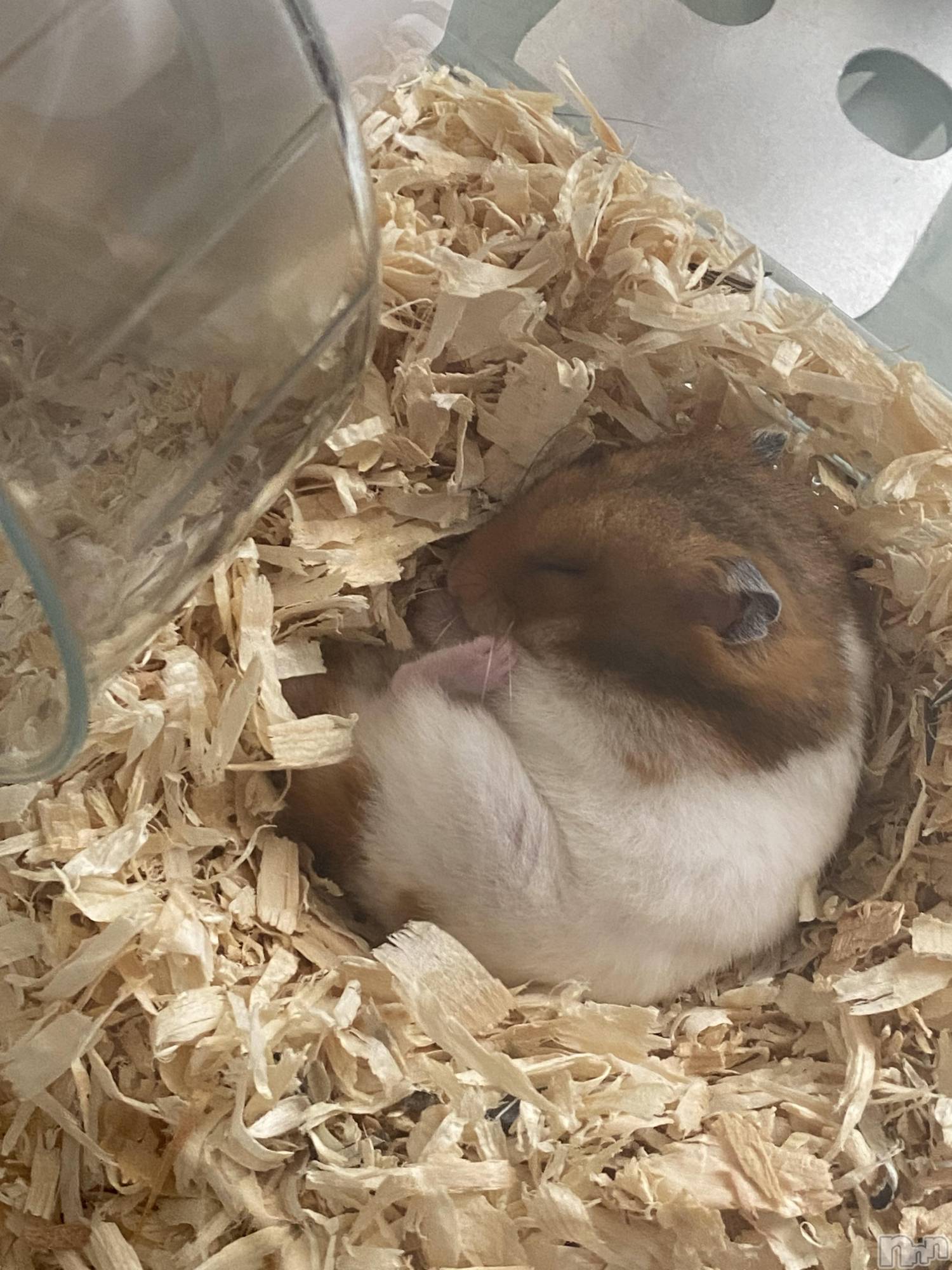 ��ˬ����Х��顦����֥���� �ץ���� ��ˬ(����� �ץ���� ����) ��2025ǯ2��26���̥�֥�����🧡��