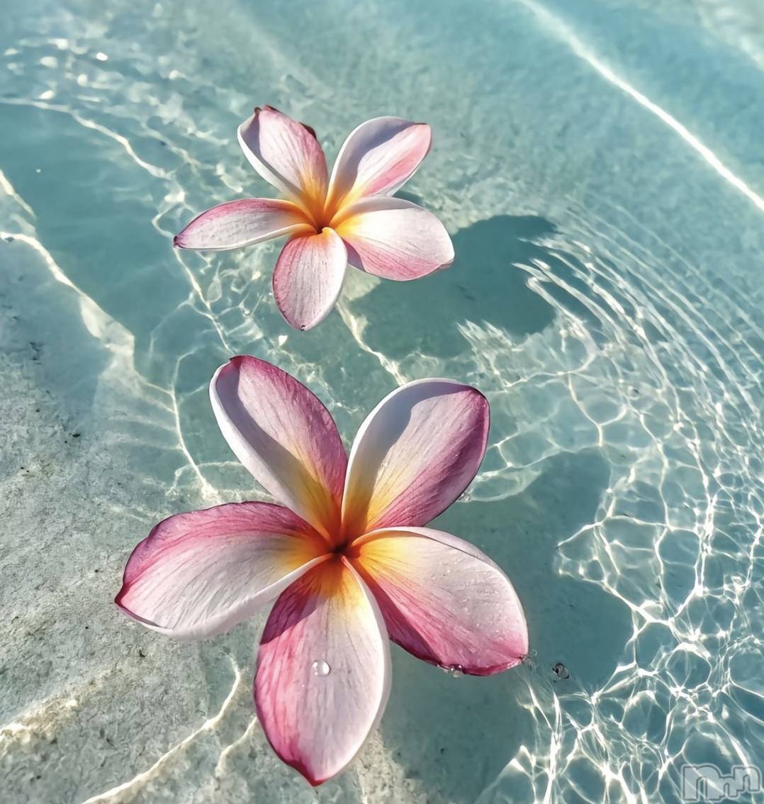 ��ˬ����Х��顦����֥���� �ץ���� ��ˬ(����� �ץ���� ����) ��2025ǯ3��7���̥�֥�����🩵��