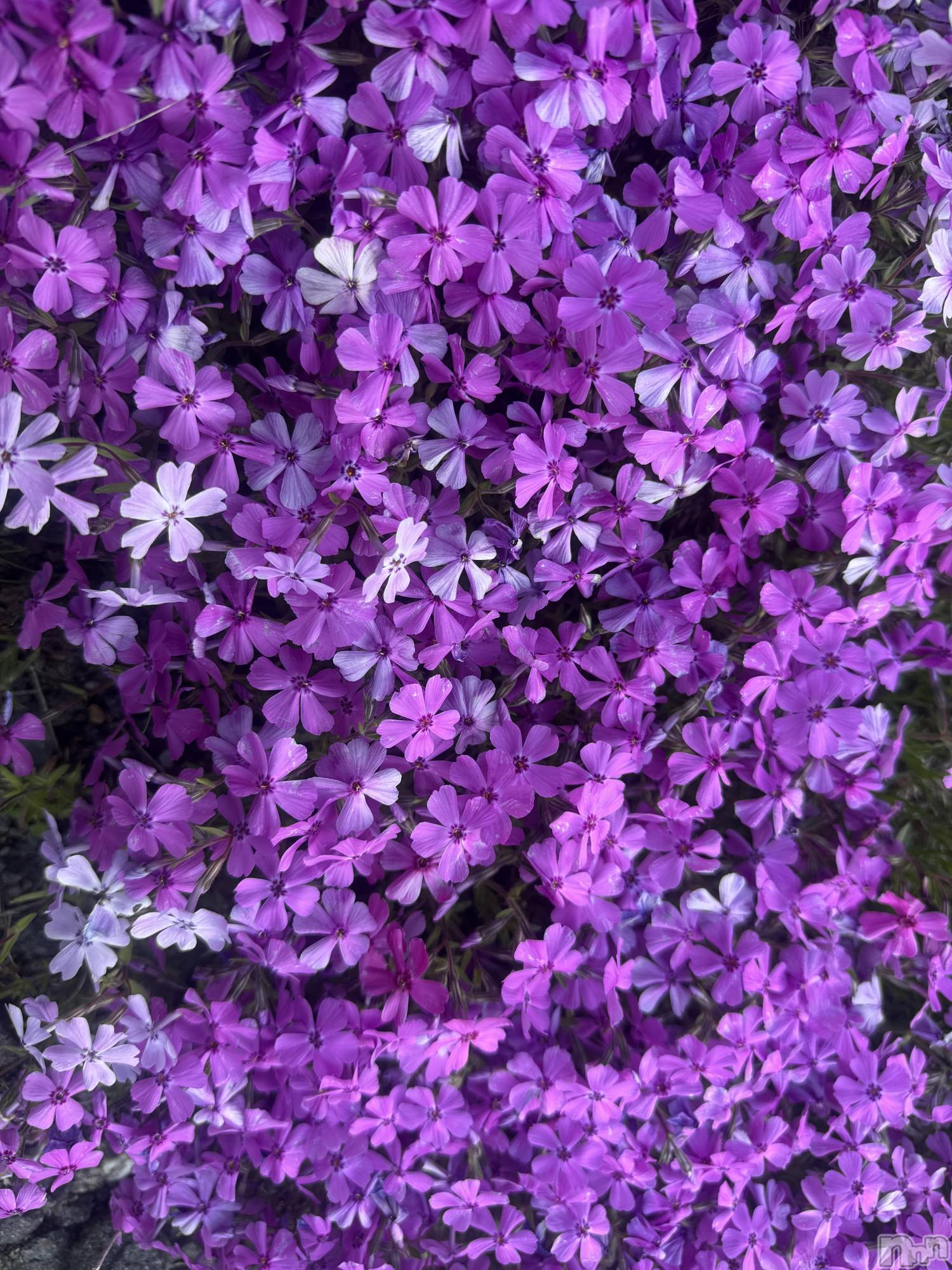 ��ˬ����Х��顦����֥���� �ץ���� ��ˬ(����� �ץ���� ����) ��2025ǯ6��13���̥�֥�����💜��