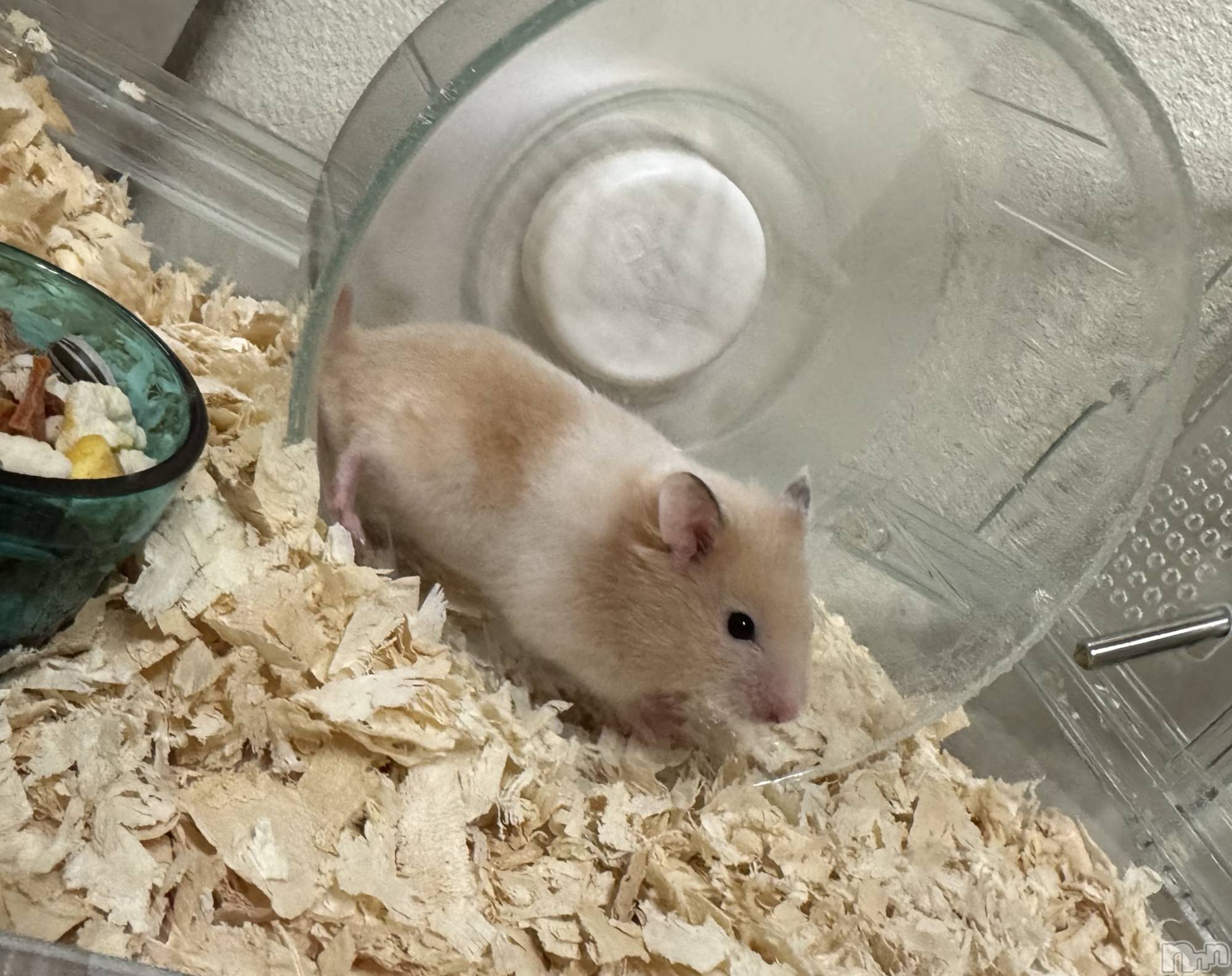 ��ˬ����Х��顦����֥���� �ץ���� ��ˬ(����� �ץ���� ����) ��2025ǯ8��12���̥�֥�����💛��