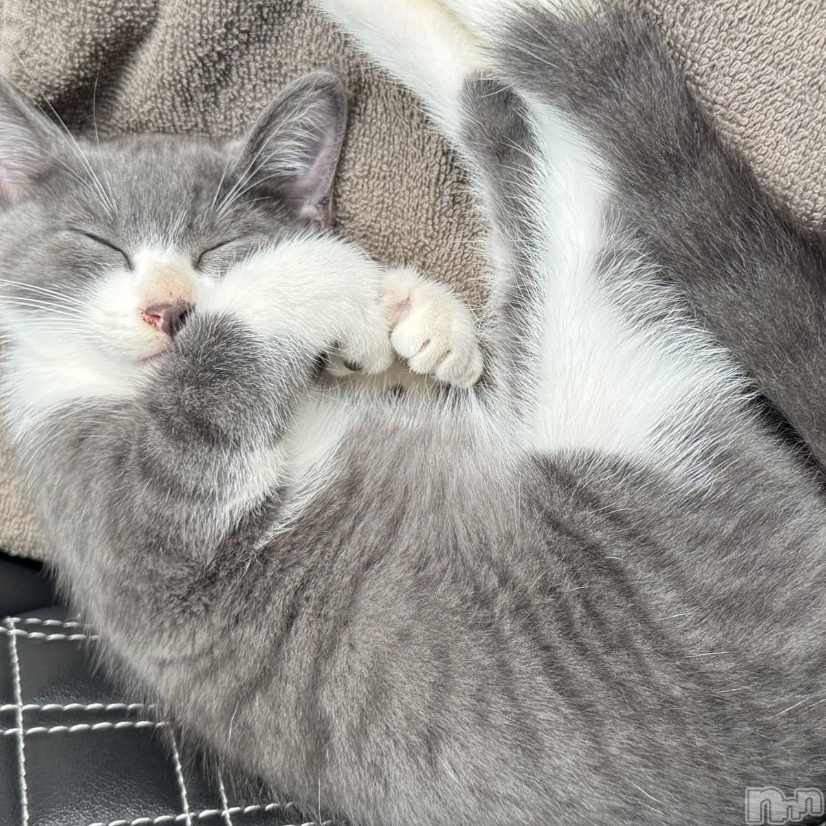 ��ˬ����Х��顦����֥���� �ץ���� ��ˬ(����� �ץ���� ����) ��2025ǯ8��16���̥�֥�����🩶��