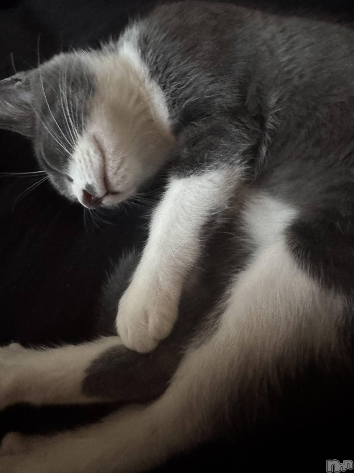 ��ˬ����Х��顦����֥���� �ץ���� ��ˬ(����� �ץ���� ����) ��2025ǯ8��26���̥�֥�����🖤��