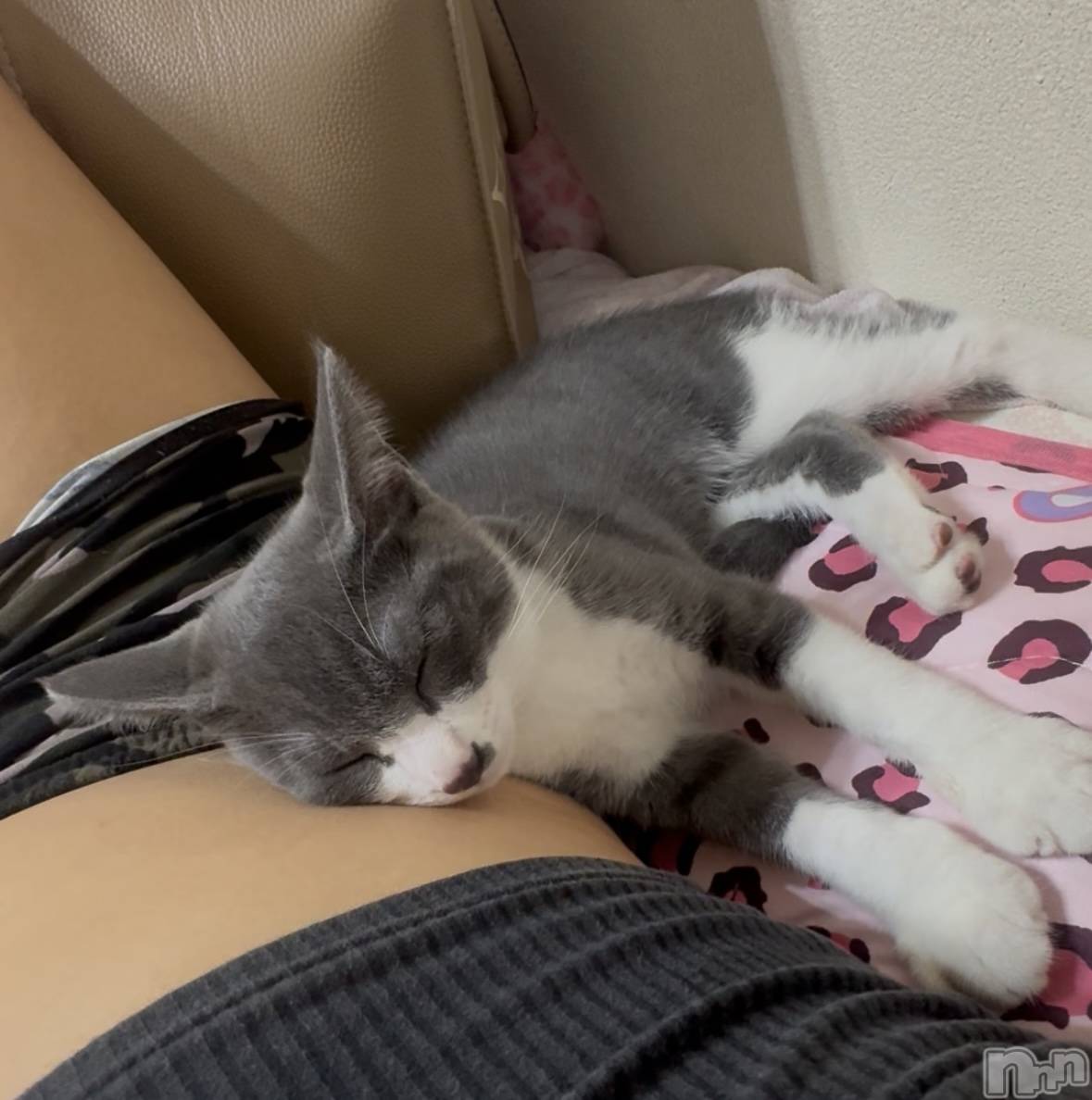 ��ˬ����Х��顦����֥���� �ץ���� ��ˬ(����� �ץ���� ����) ��2025ǯ9��4���̥�֥�����🩶��