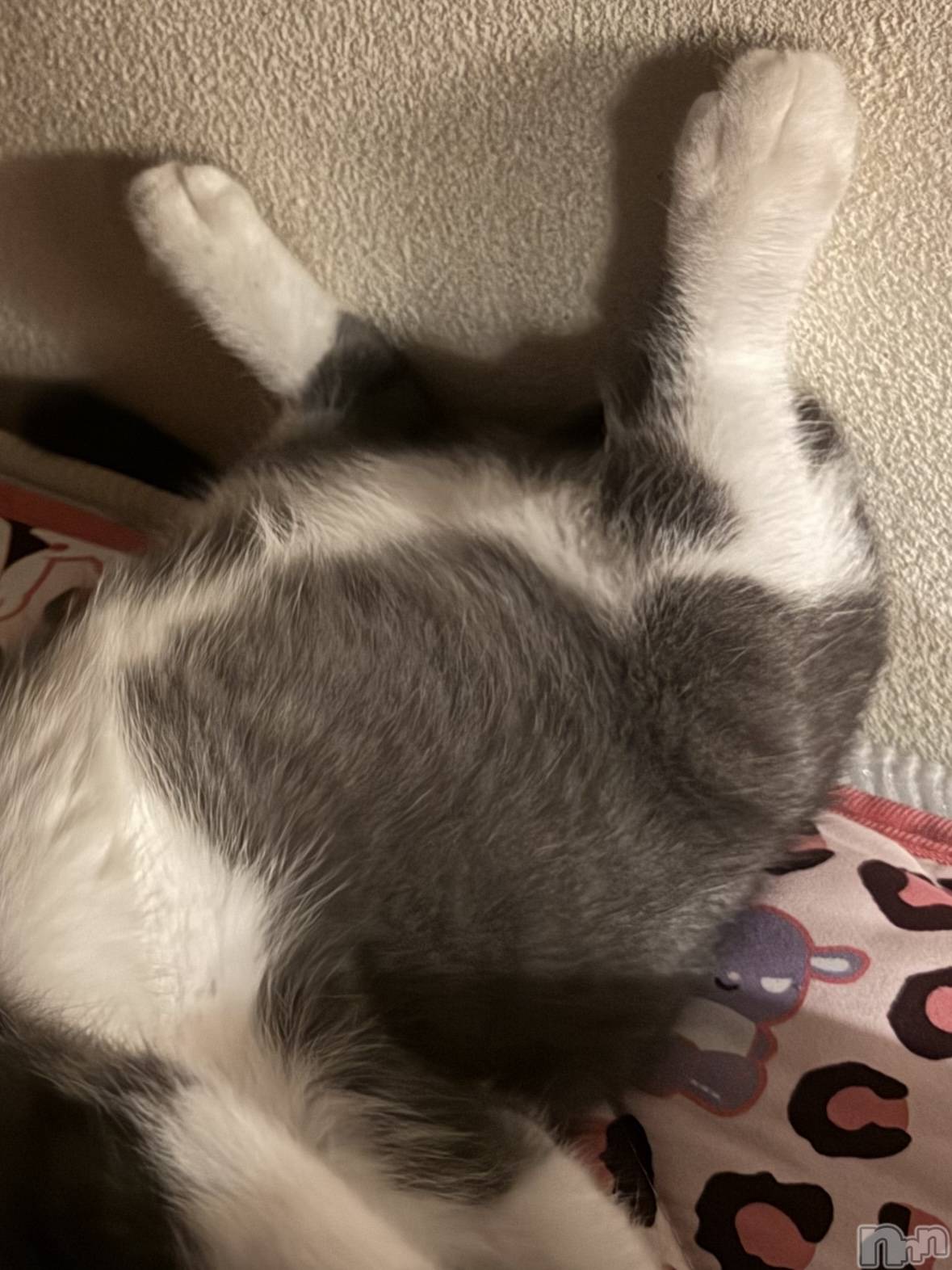 ��ˬ����Х��顦����֥���� �ץ���� ��ˬ(����� �ץ���� ����) ��2025ǯ9��11���̥�֥�����🩶��