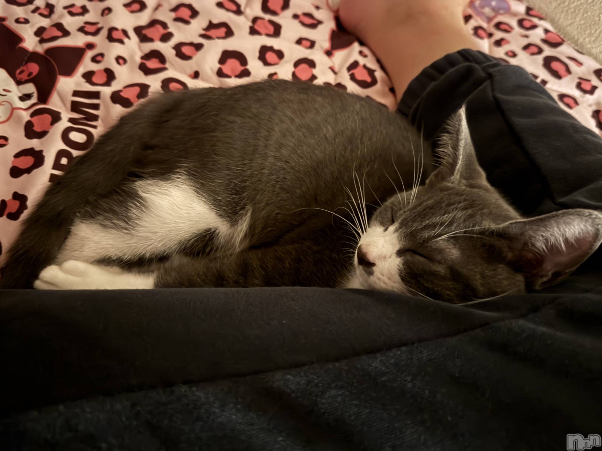 ��ˬ����Х��顦����֥���� �ץ���� ��ˬ(����� �ץ���� ����) ��2025ǯ9��13���̥�֥�����🩶��