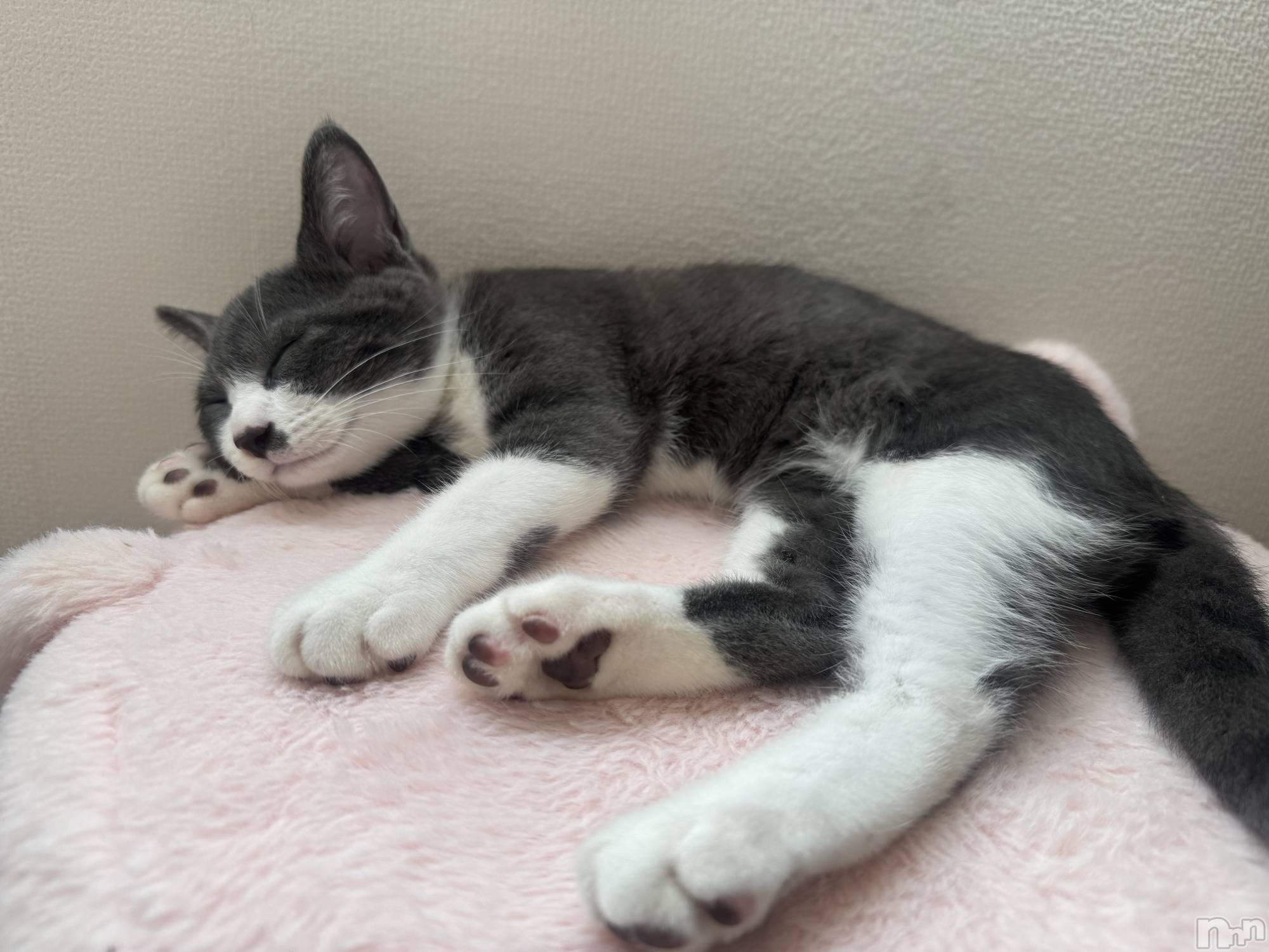 ��ˬ����Х��顦����֥���� �ץ���� ��ˬ(����� �ץ���� ����) ��2025ǯ9��16���̥�֥�����🖤��