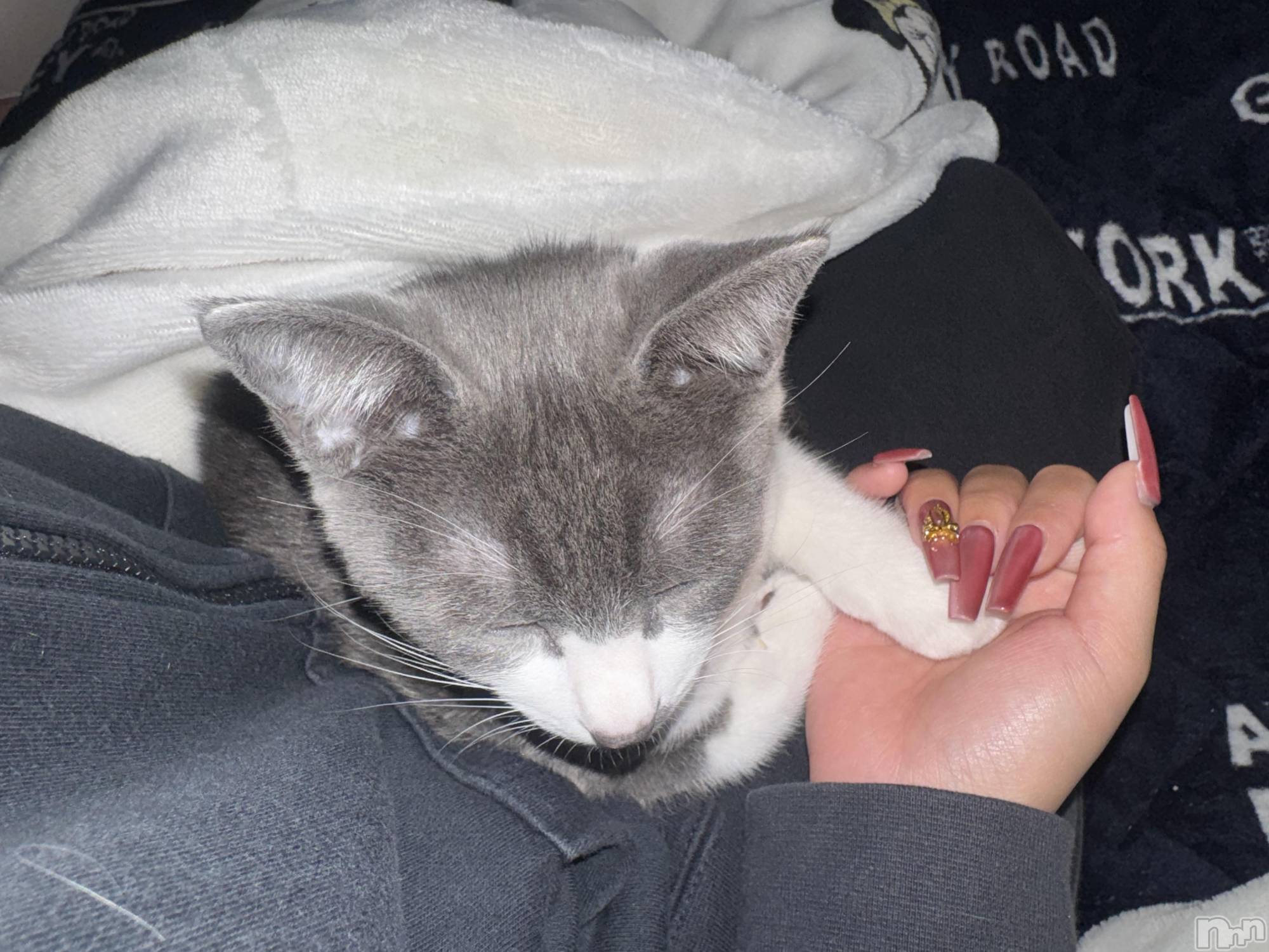 ��ˬ����Х��顦����֥���� �ץ���� ��ˬ(����� �ץ���� ����) ��2025ǯ10��6���̥�֥�����🩶��