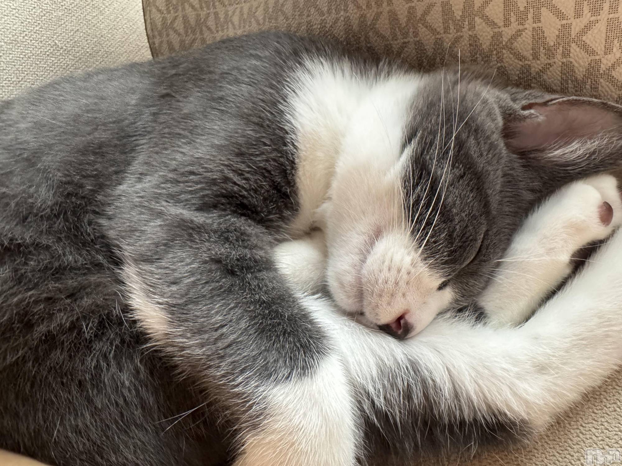 ��ˬ����Х��顦����֥���� �ץ���� ��ˬ(����� �ץ���� ����) ��2025ǯ10��15���̥�֥�����🩶��