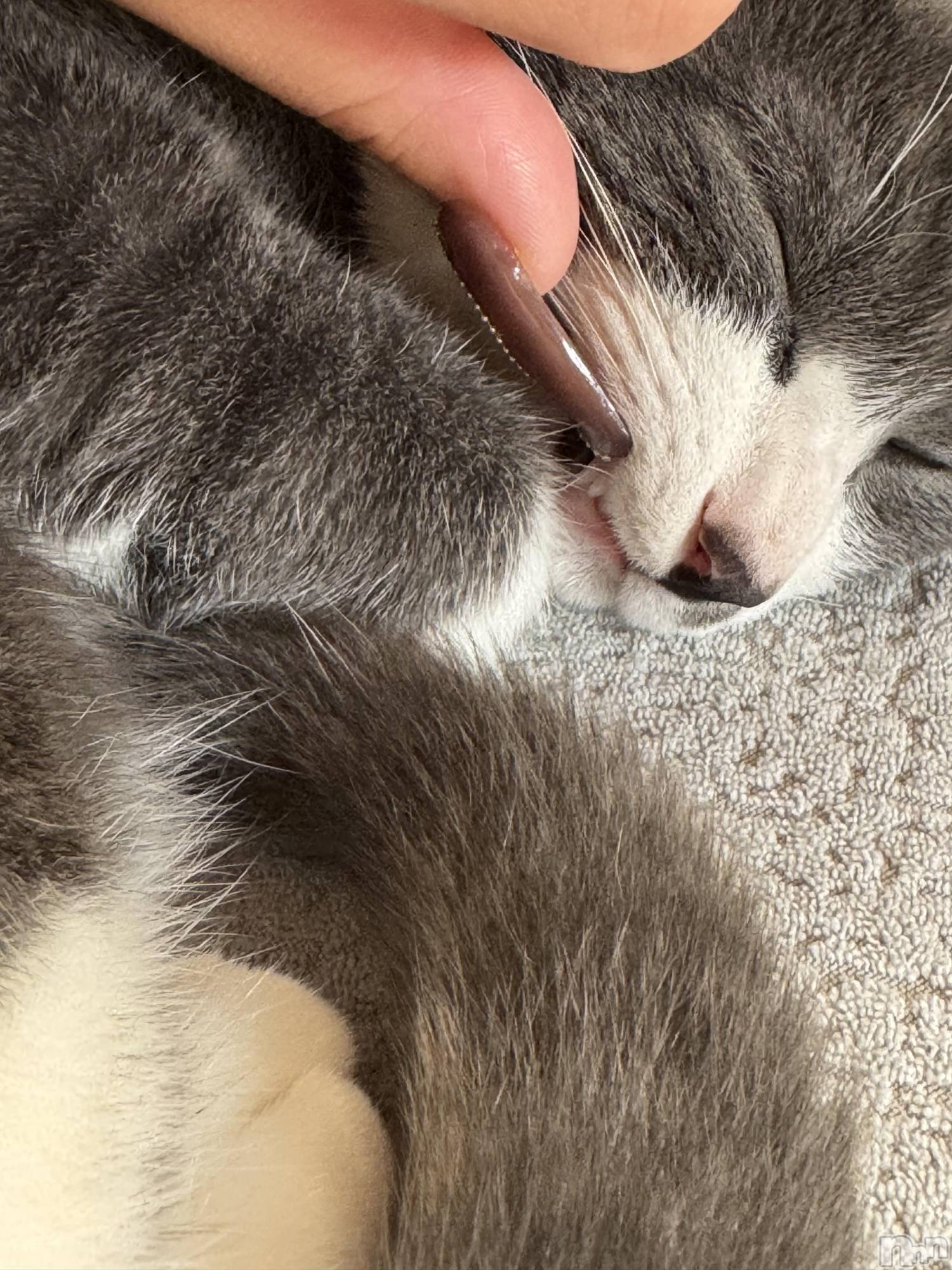 ��ˬ����Х��顦����֥���� �ץ���� ��ˬ(����� �ץ���� ����) ��2025ǯ10��29���̥�֥�����🩶��