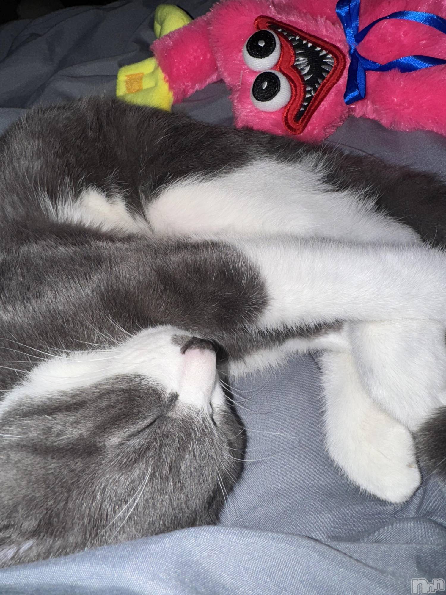 ��ˬ����Х��顦����֥���� �ץ���� ��ˬ(����� �ץ���� ����) ��2025ǯ10��30���̥�֥�����🩷��