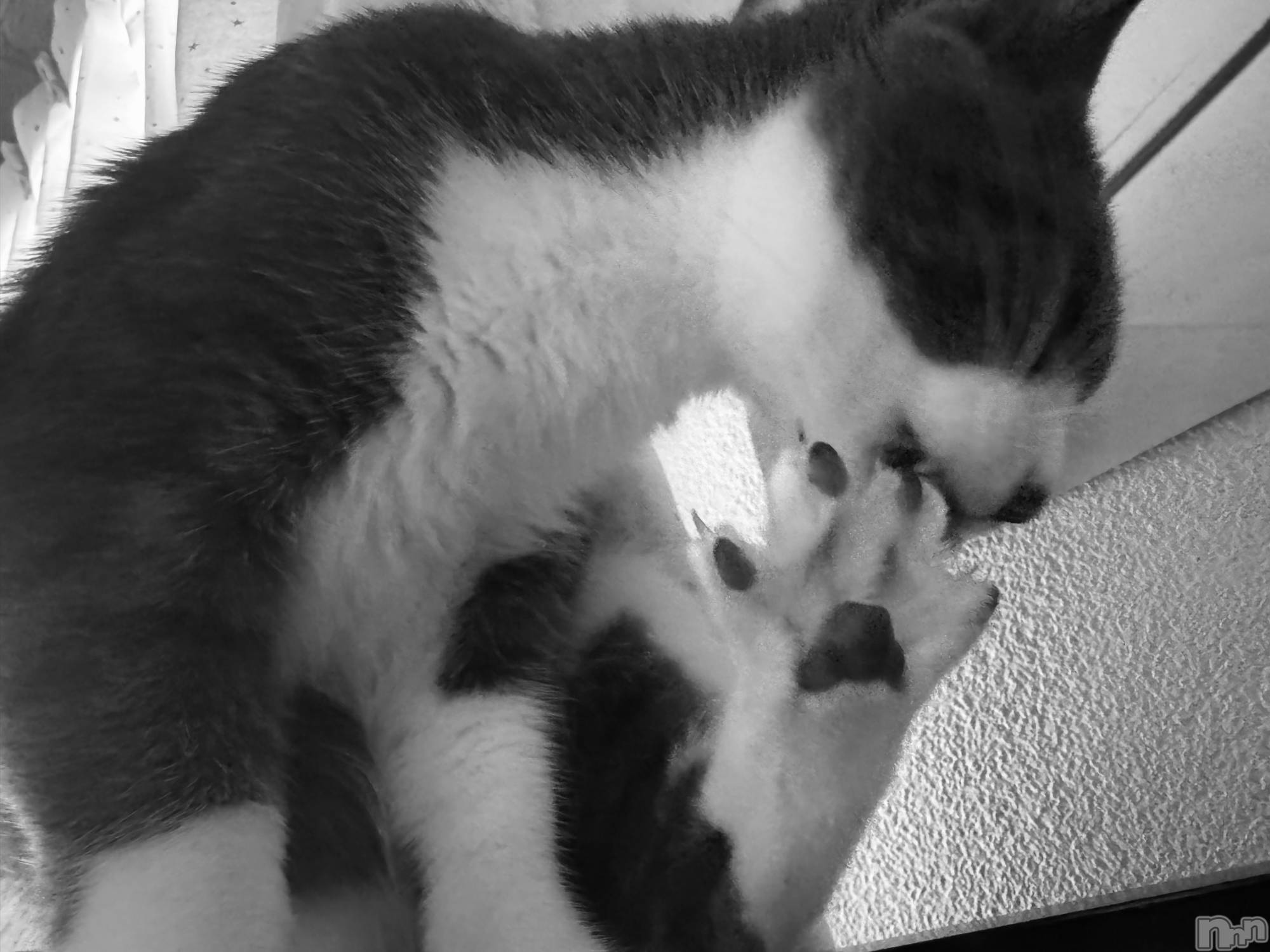 ��ˬ����Х��顦����֥���� �ץ���� ��ˬ(����� �ץ���� ����) ��2025ǯ12��1���̥�֥�����🖤��