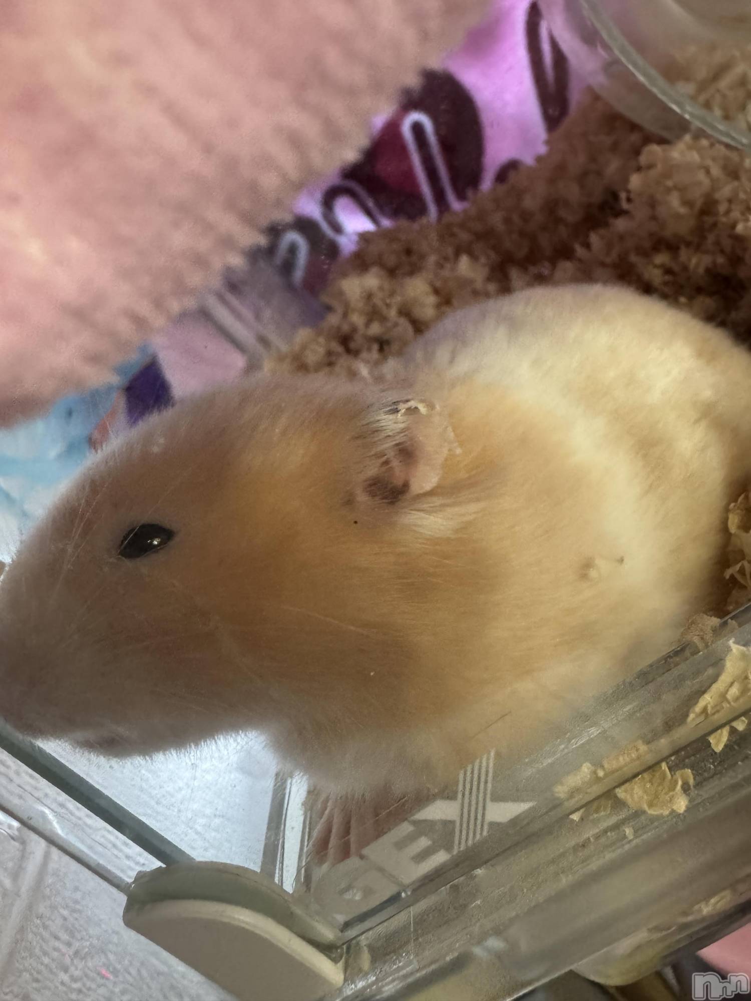 ��ˬ����Х��顦����֥���� �ץ���� ��ˬ(����� �ץ���� ����) ��2025ǯ12��6���̥�֥�����🤎��