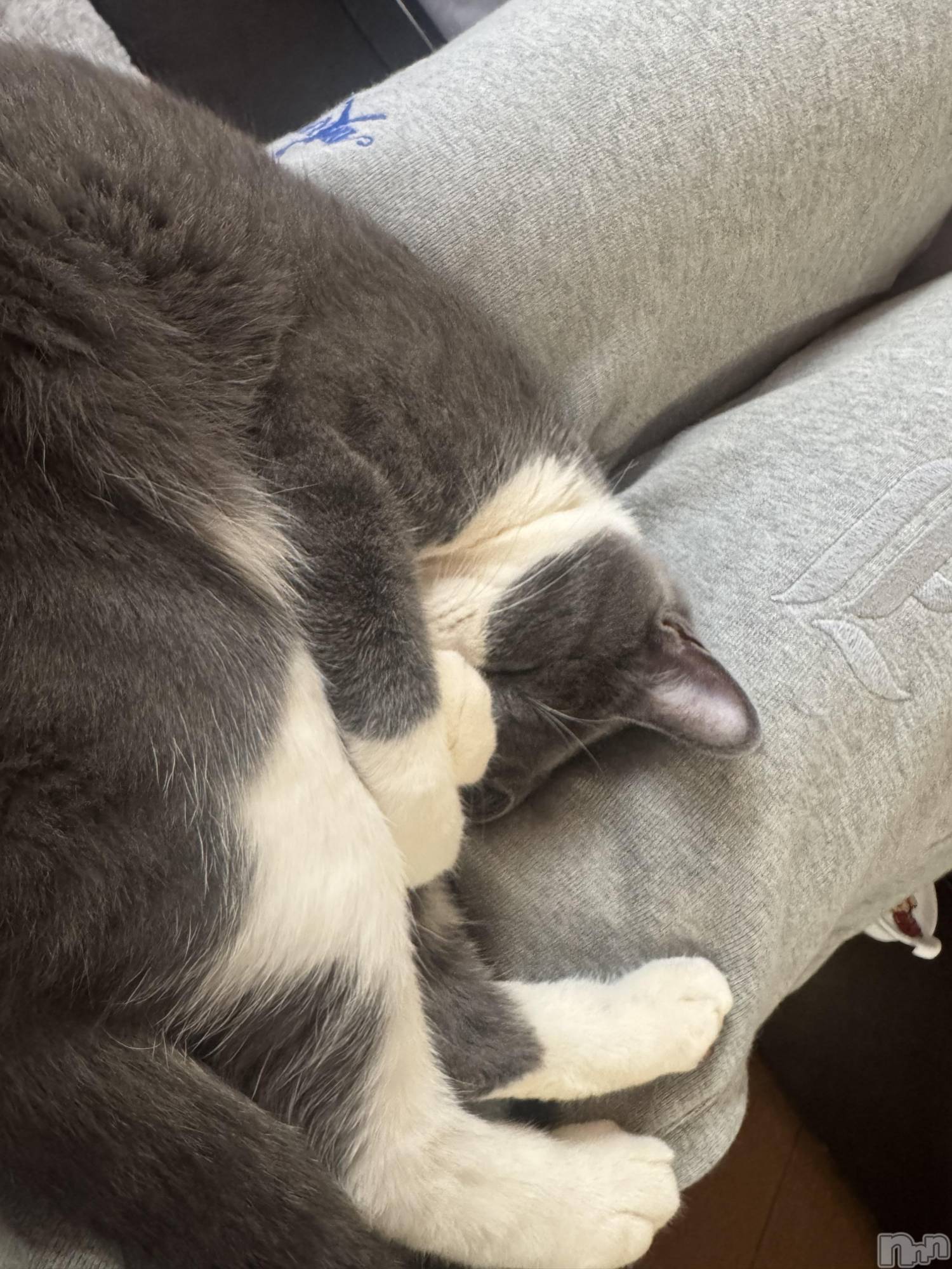 ��ˬ����Х��顦����֥���� �ץ���� ��ˬ(����� �ץ���� ����) ��2025ǯ12��24���̥�֥�����🩶��