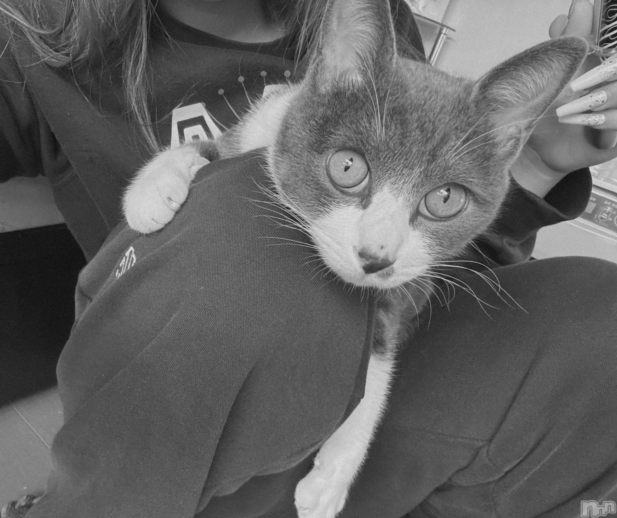 ��ˬ����Х��顦����֥���� �ץ���� ��ˬ(����� �ץ���� ����) ��2026ǯ1��29���̥�֥�����🩶��