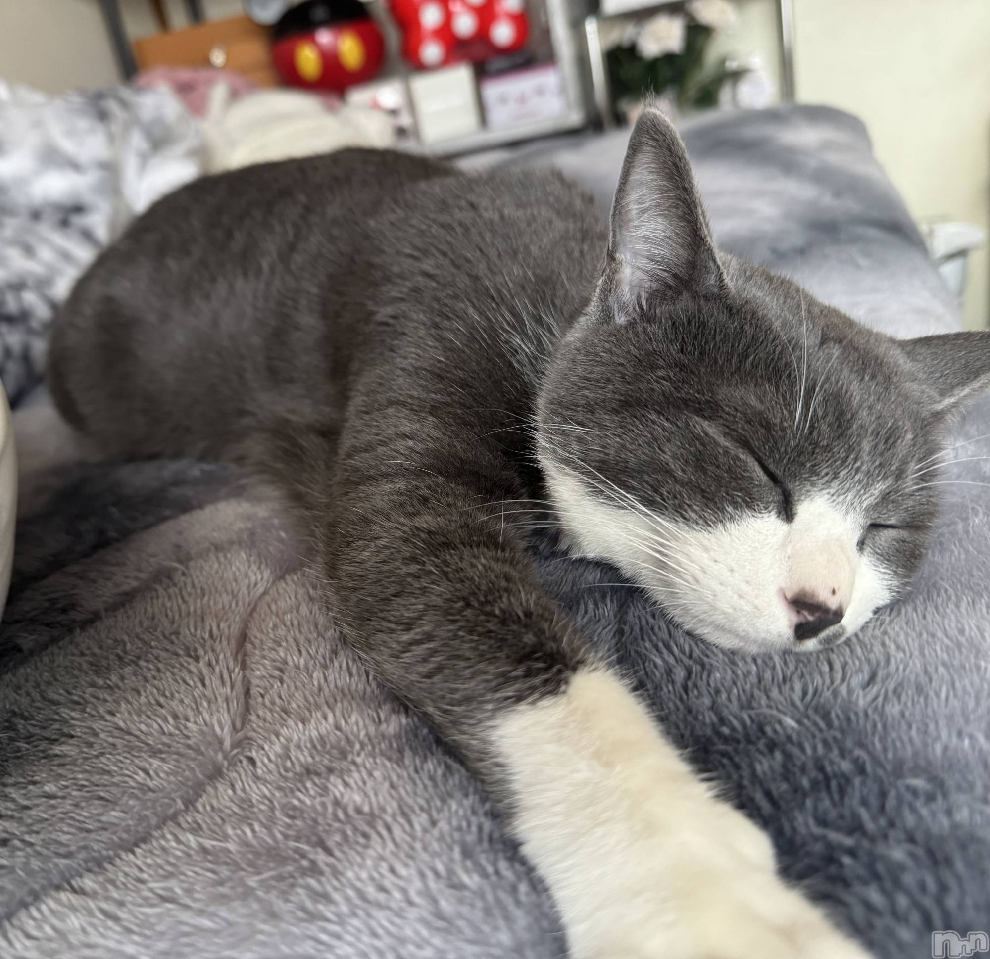 ��ˬ����Х��顦����֥���� �ץ���� ��ˬ(����� �ץ���� ����) ��2026ǯ2��3���̥�֥�����🩶��