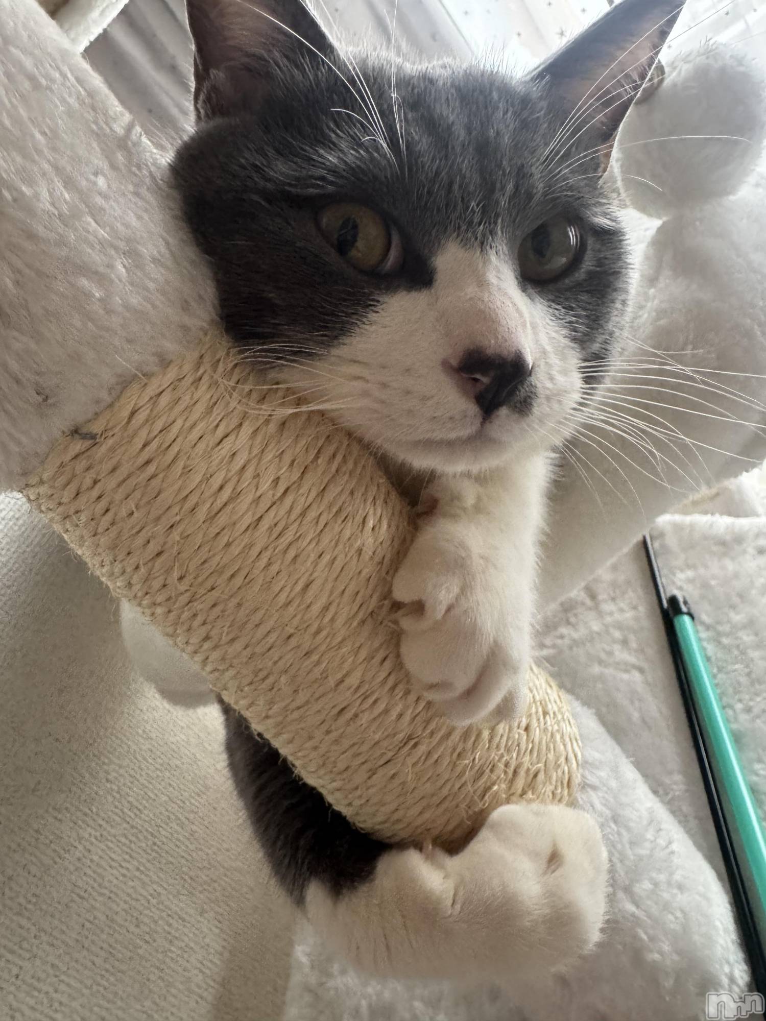 ��ˬ����Х��顦����֥���� �ץ���� ��ˬ(����� �ץ���� ����) ��2026ǯ4��6���̥�֥�����🖤��