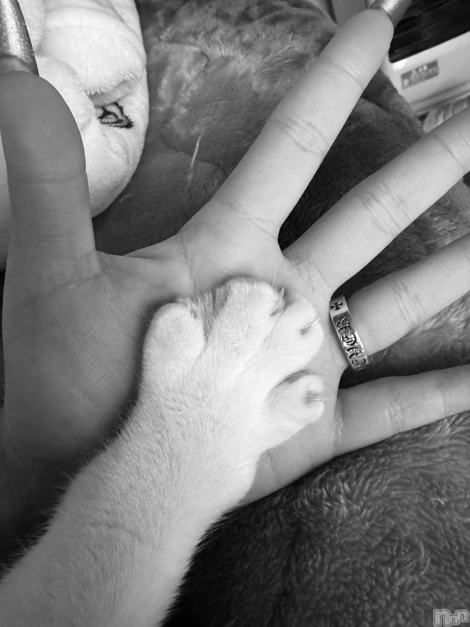 ��ˬ����Х��顦����֥���� �ץ���� ��ˬ(����� �ץ���� ����) ��2026ǯ4��22���̥�֥�����🩶��