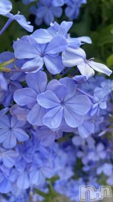 ��ˬ����Х��顦����֥���� �ץ���� ��ˬ(����� �ץ���� ����) �ϰ� �椺���9��6���̥�֥�����🩵��