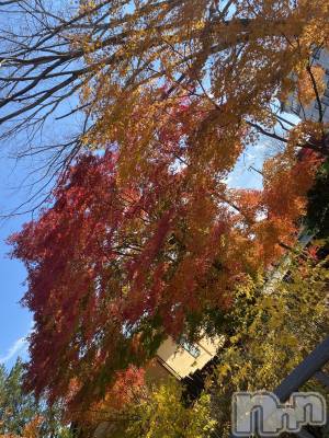 ��ˬ����Х��顦����֥���� �ץ���� ��ˬ(����� �ץ���� ����) �ϰ� �椺���9��12���̥�֥�����🧡��