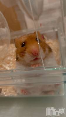 ��ˬ����Х��顦����֥���� �ץ���� ��ˬ(����� �ץ���� ����) �ϰ� �椺���11��3���̥�֥�����🧡��