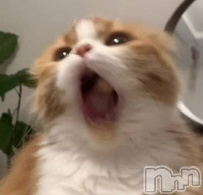 ��ˬ����Х��顦����֥���� �ץ���� ��ˬ(����� �ץ���� ����) �ϰ� �椺���2��3���̥�֥�����🤎��