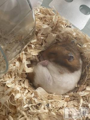 ��ˬ����Х��顦����֥���� �ץ���� ��ˬ(����� �ץ���� ����) �ϰ� �椺���2��26���̥�֥�����🧡��