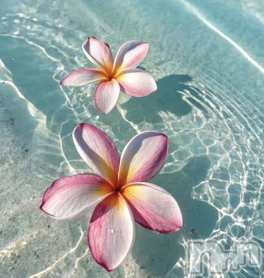 ��ˬ����Х��顦����֥���� �ץ���� ��ˬ(����� �ץ���� ����) �ϰ� �椺���3��7���̥�֥�����🩵��