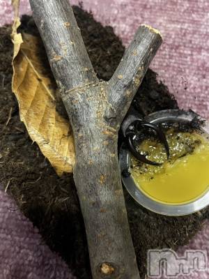 ��ˬ����Х��顦����֥���� �ץ���� ��ˬ(����� �ץ���� ����) �ϰ� �椺���8��1���̥�֥�����🤎��