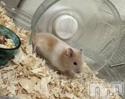 ��ˬ����Х��顦����֥���� �ץ���� ��ˬ(����� �ץ���� ����) �ϰ� �椺���8��12���̥�֥�����💛��