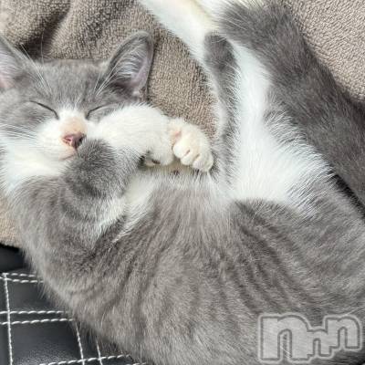 ��ˬ����Х��顦����֥���� �ץ���� ��ˬ(����� �ץ���� ����) �ϰ� �椺���8��16���̥�֥�����🩶��