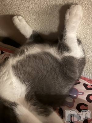 ��ˬ����Х��顦����֥���� �ץ���� ��ˬ(����� �ץ���� ����) �ϰ� �椺���9��11���̥�֥�����🩶��