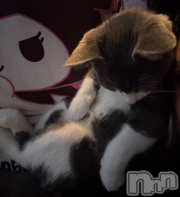 ��ˬ����Х��顦����֥���� �ץ���� ��ˬ(����� �ץ���� ����) �ϰ� �椺���10��7���̥�֥�����🖤��