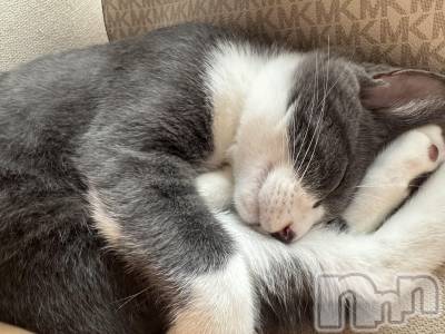 ��ˬ����Х��顦����֥���� �ץ���� ��ˬ(����� �ץ���� ����) �ϰ� �椺���10��15���̥�֥�����🩶��