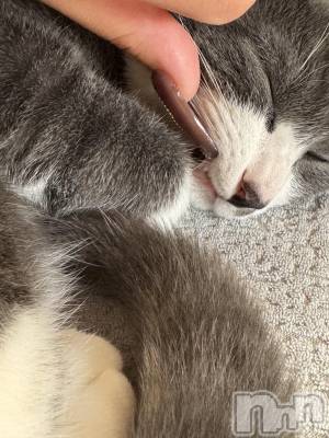 ��ˬ����Х��顦����֥���� �ץ���� ��ˬ(����� �ץ���� ����) �ϰ� �椺���10��29���̥�֥�����🩶��